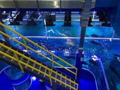 -迪拜水族馆及水下动物园