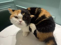 -安格丽娜·狗咖·猫咖羊驼咖(春熙路百盛商场店)