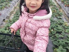 -喜杨洋草莓采摘园