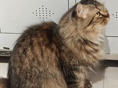 -平行世界·猫咖(首经贸店)