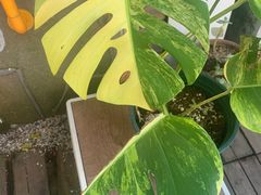 -Rabbit Cafe私房西餐甜点咖啡(栖霞路店)