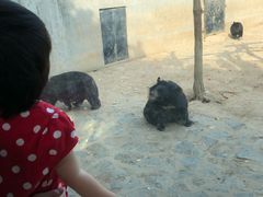 -石家庄市动物园