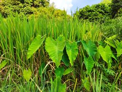 -成都市活水公园