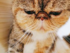 -BABIT巴比特宠物(MOMOPARK店)