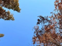 -昆山城市生态森林公园