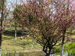 -径山花海