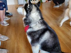 -Husky Go! 哈士奇体验馆·宠物咖啡厅狗咖