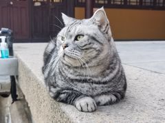 -龙华寺