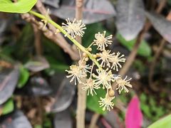 -银湖山郊野公园-相思林