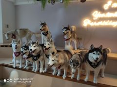 -Husky Go! 哈士奇体验馆·宠物咖啡厅狗咖