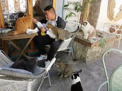 -喵屿·大理花园猫咖