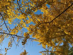 -三里屯东五街银杏大道