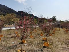 -南丹山森林王国