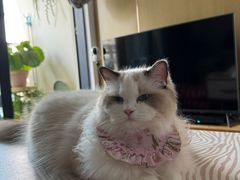 -博特宠物医院24h犬猫全科.骨科·异宠