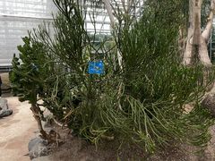 -南山植物园