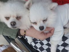 -怪兽屋·羊驼·猫咖·狗咖(俊华广场店)