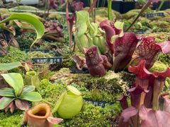 -国家植物园南园