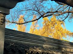 -北京国子监胡同
