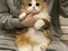 -翊宠yipet猫狗购宠庄园犬舍•猫舍