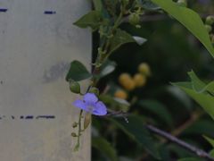 -赤柱马坑公园