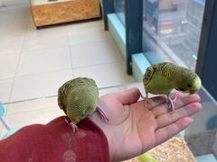 -怪兽屋·羊驼·猫咖·狗咖(俊华广场店)