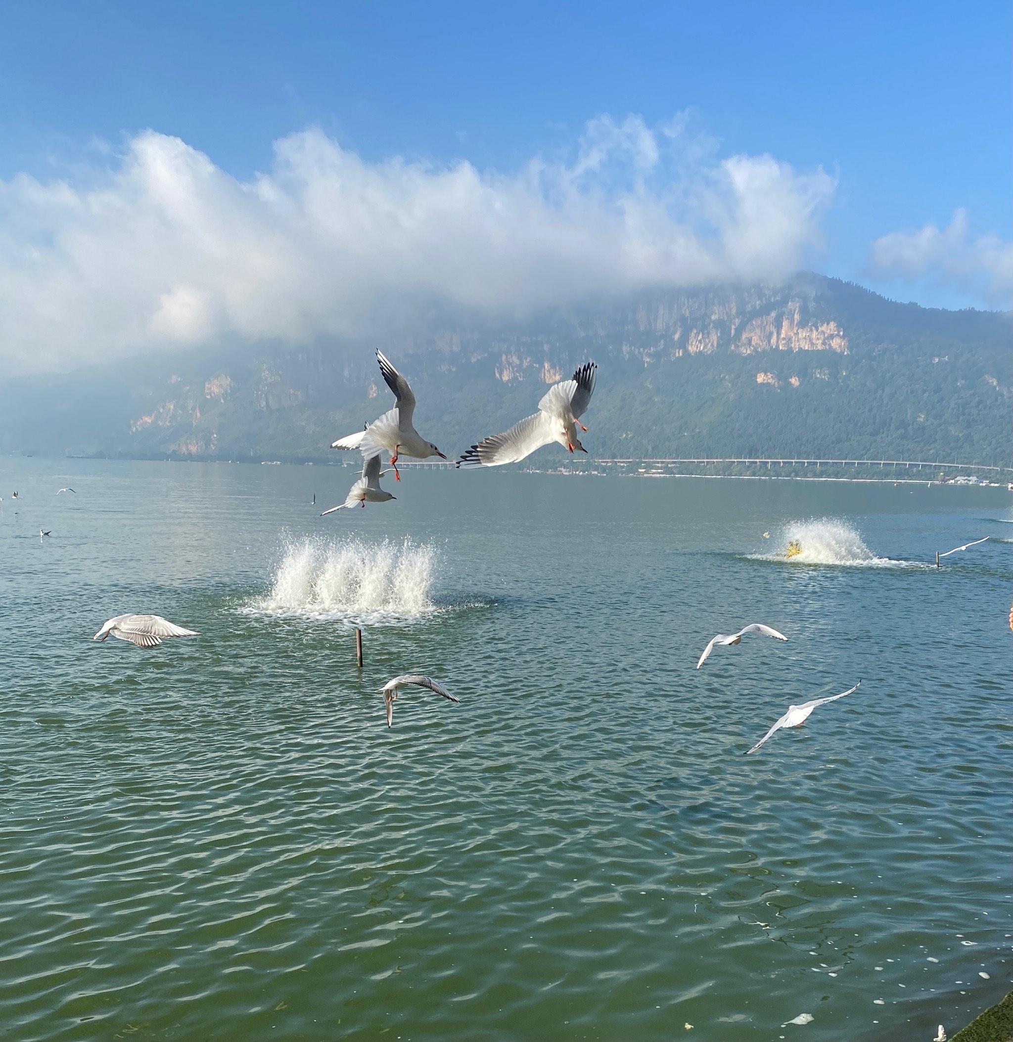 白龟山水库看海鸥图片