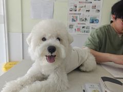 -艾吉宠物医院·疑难杂症转诊中心·猫友好(碧江路院)