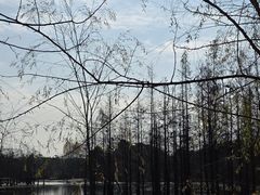 -白鹭湾湿地公园