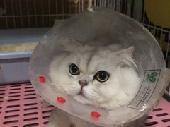 绝育后回家-北京恒爱动物医院(清景园分院)