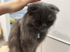 -楼上猫咖(罗湖店)