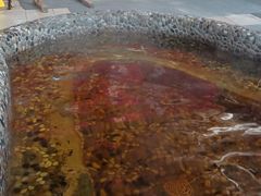 -红栌温泉山庄生态美食餐厅