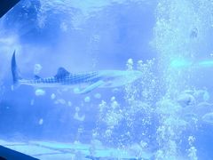 -烟台海昌鲸鲨海洋公园