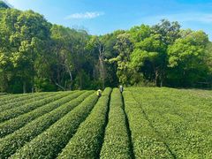 -龙坞茶村
