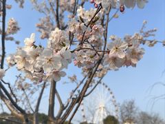-顾村公园