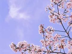 -顾村公园