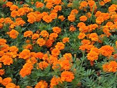 -红花山公园