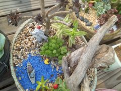 -龙大花卉苗木市场