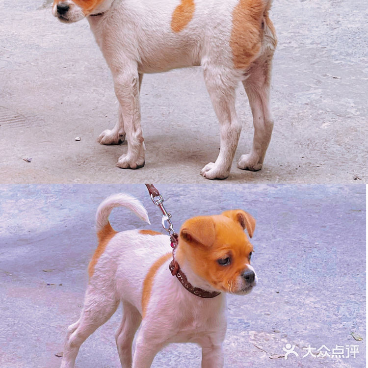 重庆版“格林童话”小镇✨人少绝美！重点还免费