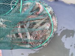-辉记虾塘海鲜农庄