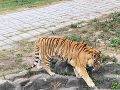 -深圳野生动物园