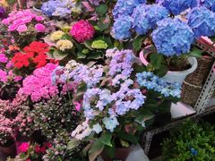 -花鸟鱼虫鲜花绿植市场(玉泉路店)