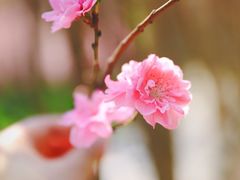 -南汇桃花村