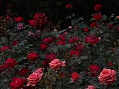 -人民公园(罗湖区)