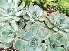 -云南民族大观园