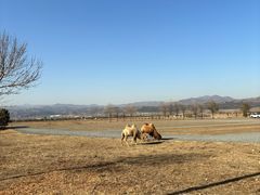 -敕勒川草原