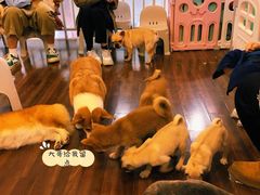 -柯斗斗主题餐厅·狗咖·围炉煮茶·茶饮(国瑞升平里店)