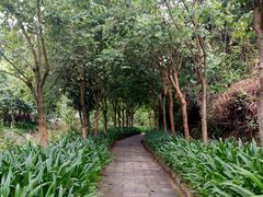 -广州白江湖森林公园