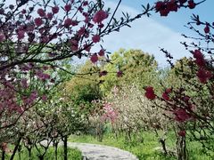 -南汇桃花村