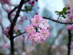 -陆家嘴中心绿地