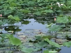 -荷塘月色湿地公园·向阳花洲
